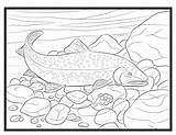 Trout Coloring Single sketch template