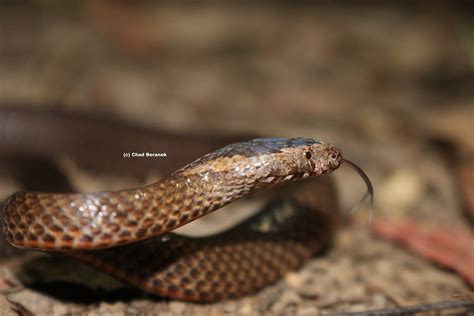 Golden Crowned Snake Cacophis Squamulosus Chad Beranek Flickr