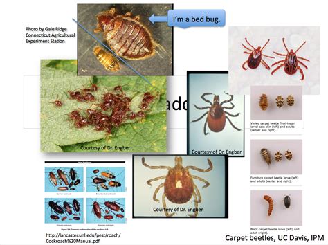 Dr Bed Bug Free Education Material On Bed Bugs Cimex Lectularius