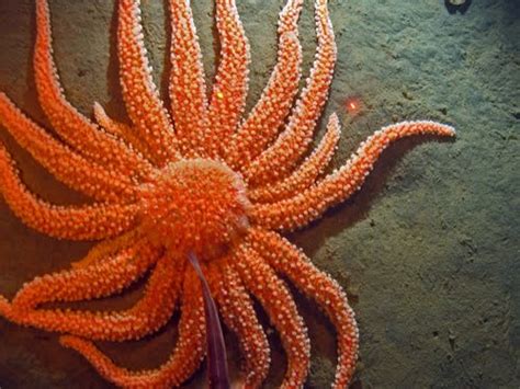 The Echinoblog The Smithsonian California Deep Sea Starfish Connection