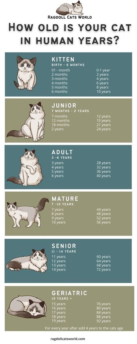 Cat Age Chart In Human Years Calculator