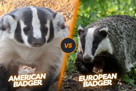 Top 19 American Badger Vs European Badger In 2023 Kiến Thức Cho Người