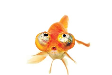 Goldfish Facts And Photos