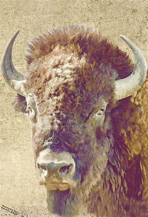 Bison Art Fine Art America