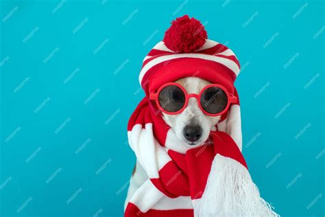 Premium Photo Dog In A Hat And A Scarf
