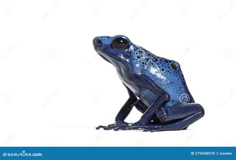 Side View Of A Blue Poison Dart Frog Dendrobates Tinctorius Azureus