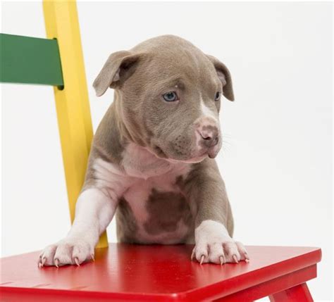 Pitbull boxer mix is a cross of a pitbull and a boxer, also known as bullboxer pit, or boxer pitbull mix. What You MUST Know Before Getting a Pit Bull Terrier Mix ...