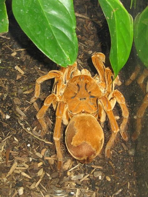 Are goliath bird eaters dangerous to humans? Goliath Bird Eating Tarantula (Theraphosa blondi ...
