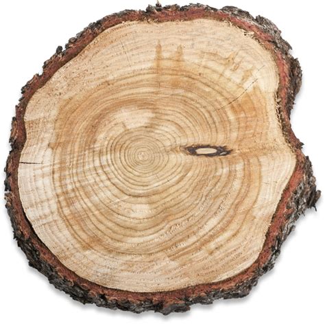 Wood Slice Png - PNG Image Collection png image