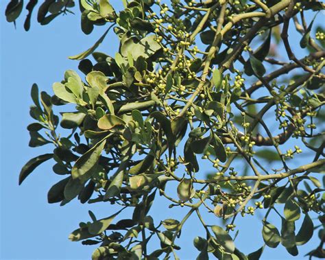 Oak Mistletoe Phoradendron Leucarpum Orlando Wetlands Pa Flickr