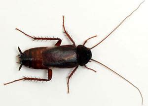 Many often wonder if do it yourself pest control is effective at eliminating the problem or is it just a waste of your time, energy, and resources. Control Cockroach Infestations In Sanford, Fayetteville, Asheboro, North Carolina | Cockroach ...