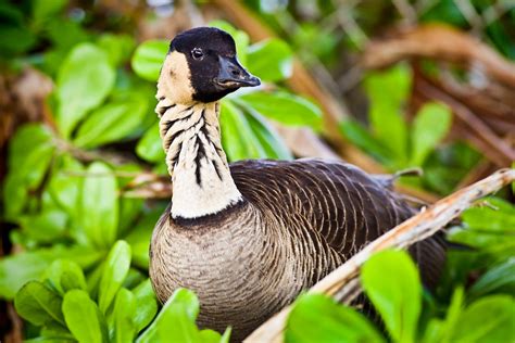 Hawaiis State Bird No Longer Endangered Hawaii Magazine