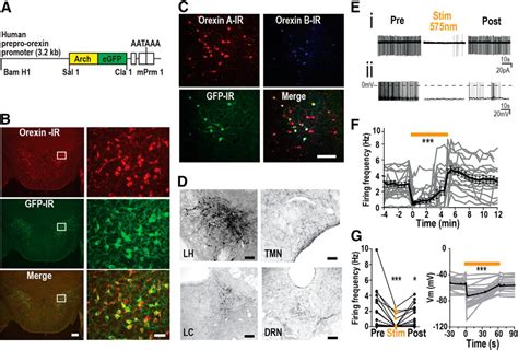 Transgenic Archaerhodopsin 3 Expression In Hypocretinorexin Neurons