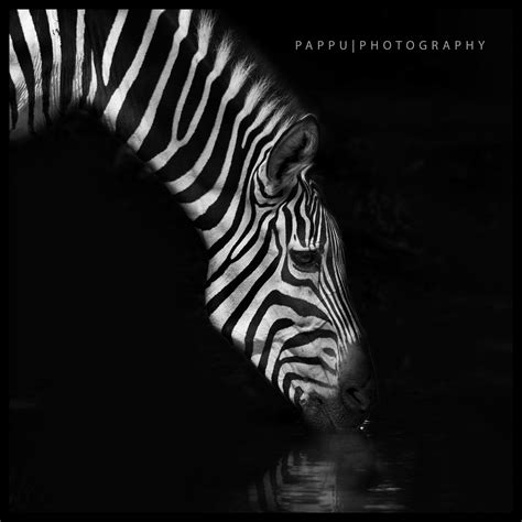Zebra Black And White 001 From Wikipedia The Free Enc Flickr