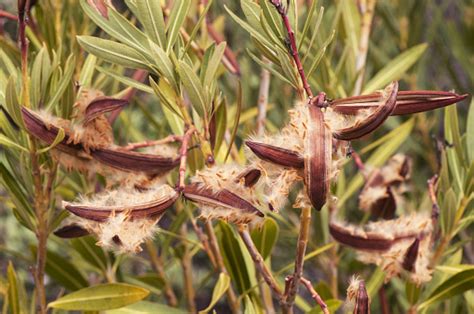 Nerium Oleander Seeds At The End Of Winter This Toxic Shrub Presents