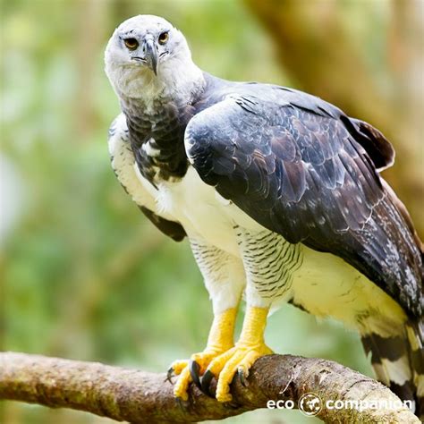 Named After The Greek Mythical Harpies The Harpy Eagle Is One Of The