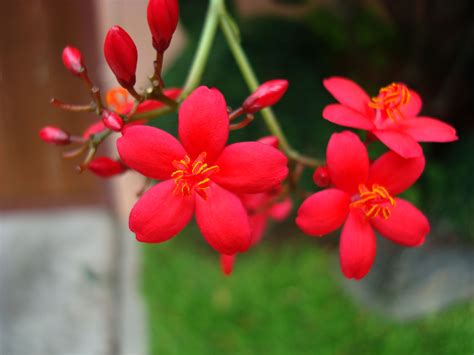 Asisbiz Flowers Philippines 026