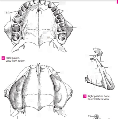 Anatomy Practical Palatine Bone And Hard Palate Diagram Quizlet