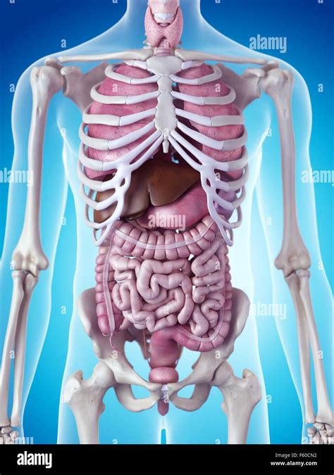 Medically Accurate Illustration Of The Human Organs Stock Photo Alamy