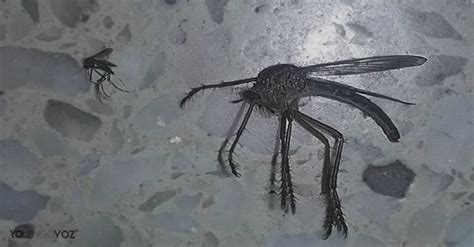Encuentra Un Mosquito Gigante En Argentina Y Cree Que Estar En Jumanji