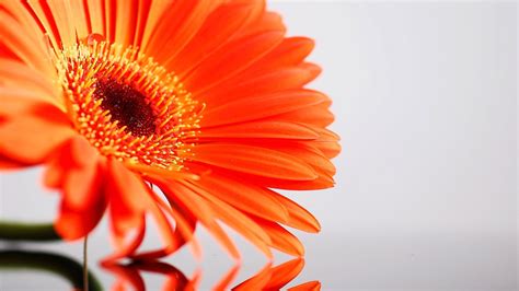 Shutterstock.com sizing the walls sizing allows you to maneuver the paper into position on the wall without tearing. Amazing Sunflower HD Desktop Background Wallpapers for ...