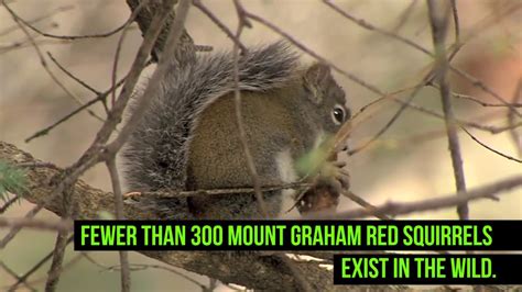 Mount Graham Red Squirrel Youtube