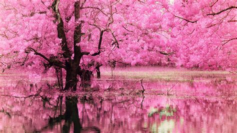 Pink Blossom Reflection