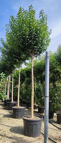 Ligustrum Japonicum Evergreen Privet Evergreen Screening Trees