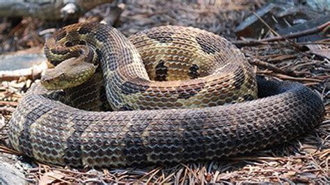 Rattlesnake Found In Northern Virginia Neighborhood