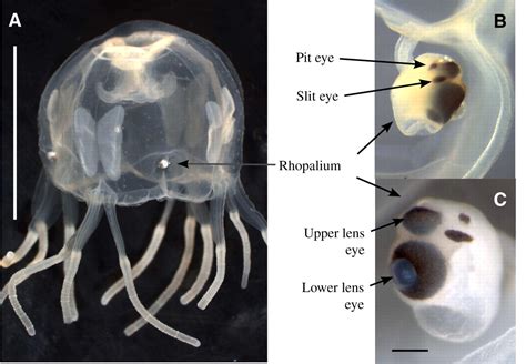 Maybe you would like to learn more about one of these? How many Eyes do Box Jellyfish have - How many Eyes does a ...