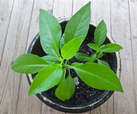 Longevity Spinach Sabuñgai Gynura Procumbens 1 Plants Ship In 3 P