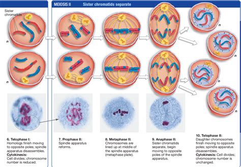 Meiosis 2 Plus Telophase 1 Diagram Quizlet