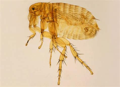 All About The Oriental Rat Flea Petmd