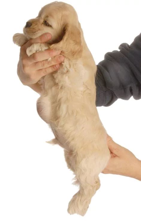 Umbilical Hernia In Dogs Symptoms And Treatment In Bolingbrook Il
