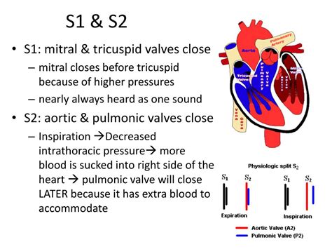 Ppt Cardiovascular Step 1 Review Powerpoint Presentation Free