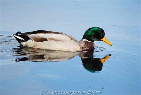 Maybe you would like to learn more about one of these? Djur / Animals - Fotograf Mattias Bergström-Björn