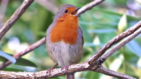 Robin Bird Singing A Beautiful Song In January Youtube