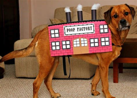 15 Of The Best Diy Halloween Dog Costumes Out There Diy Pet Costumes