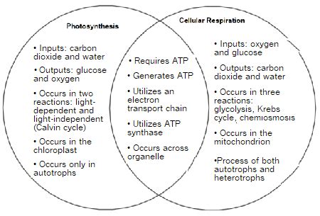 52 Photosynthesis Vs Cellular Respiration Venn Diagram KaibaKarlyle
