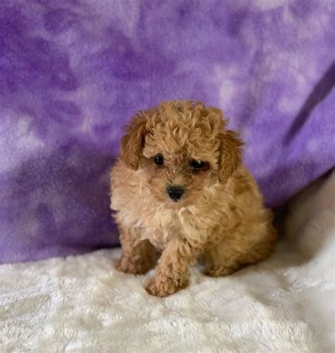 Allie Female Toy Poodle Buy Puppies In Tucson With The Paw Palace