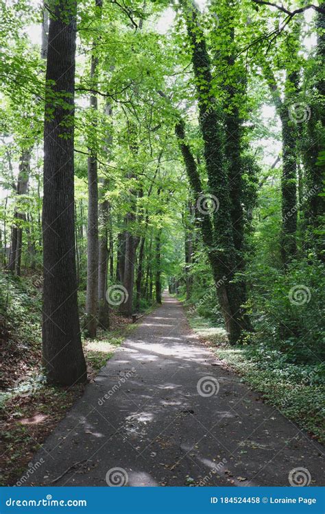 Nature Trail Through Forest Stock Photo Image Of Country Grand