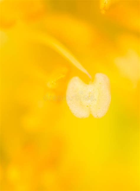 Yellow Pollen On A Flower In Nature Stock Image Image Of Macro