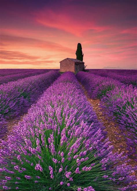 To exclude a word, you can simply add a dash in front of it. Lavender Field - Valensole (France) by Eric Rousset ...