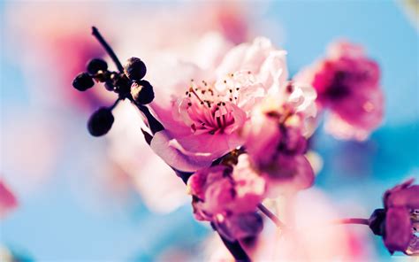 Cherry Blossom Wallpaper Hd Pixelstalknet