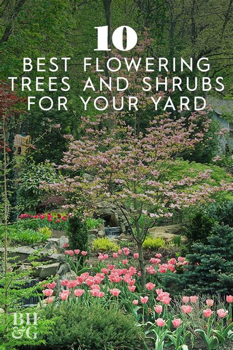 10 Spectacular Spring Blooming Trees And Shrubs That Always Make A