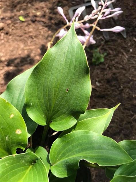 Hosta Identification 8