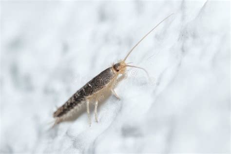 Silverfish Insect Lepisma Saccharina Walking On A White Wall Stock Photo Image Of White