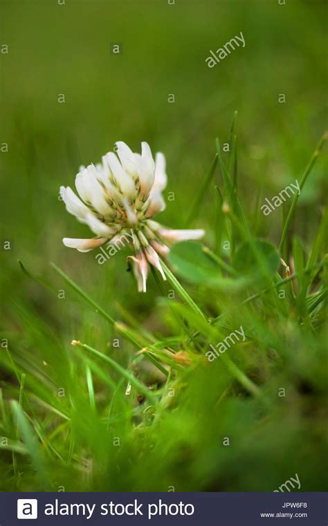 Plants Of The Tyne Valley White Clover Trifolium Repens Stock Photo