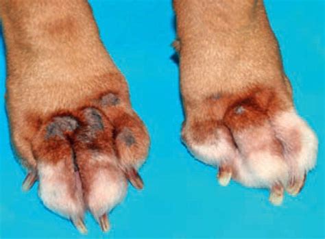 What Is Pododermatitis In A Dog
