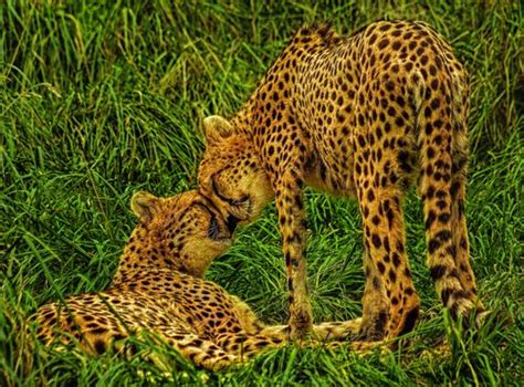 Love The Cheetahs Cheetahs Wild Cats Animals